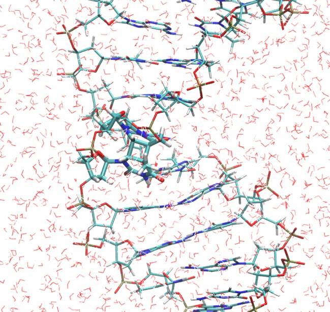 El fotodaño más frecuente causado por la radiación ultravioleta en el ADN es el dímero de timina. Este se caracteriza por la formación de dos enlaces covalentes entre bases de timina adyacentes. La figura muestra un fragmento de la doble hélice del ADN, con el dímero de timina en el medio, rodeado por las moléculas de agua del solvente. /IFIMAC-UAM