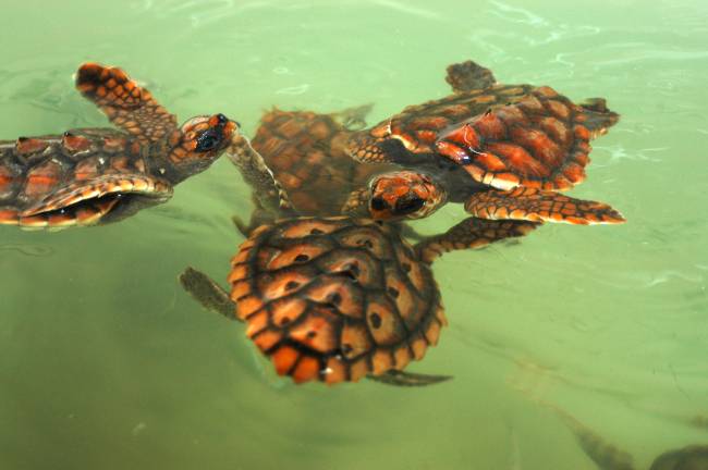 Imágenes proyecto de reintroducción de la tortuga boba en las costas españolas