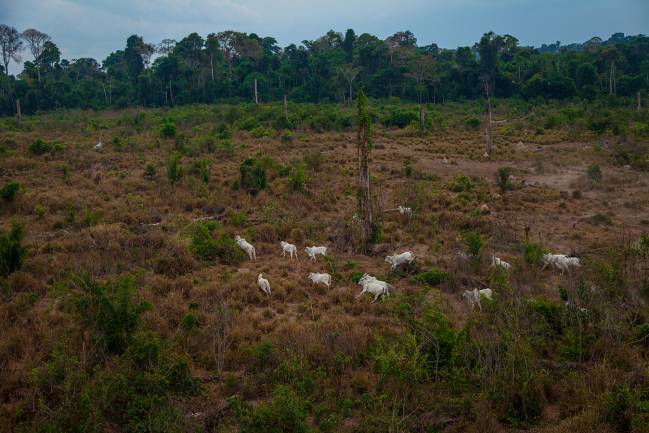 Zonas de pastoreo derivadas de la deforestación ilegal y la ganadería en la selva amazónica