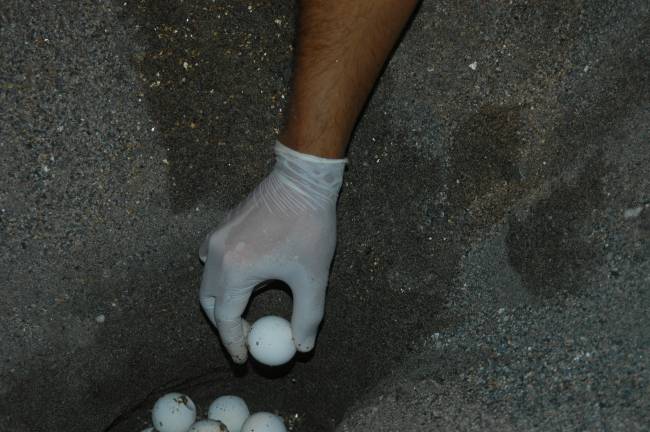 Depositan los huevos en uno de los nidos de Cabo de Gata./ CSIC
