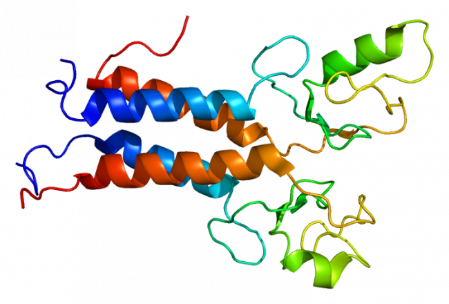 Proteína BRCA1. Wikipedia