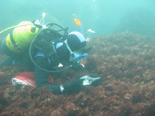 Recogieron muestras de algas durante los veranos del 2010 y 2011, con el fin de investigar la población del alga Gelidium corneum