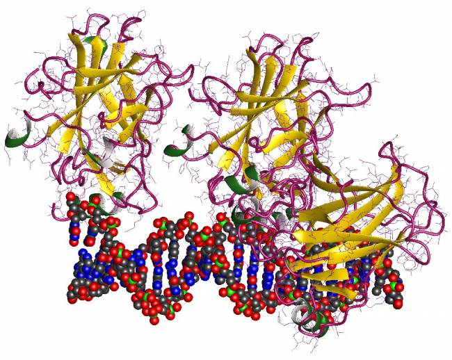 Representación de un fragmento de ADN y de la proteína p53