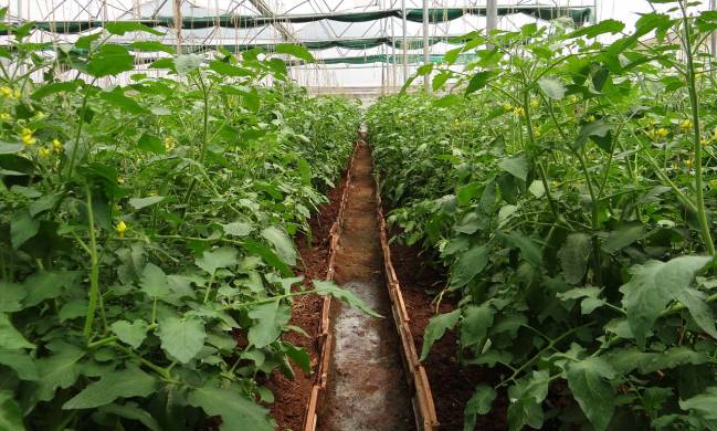 Plantas de tomate en invernadero