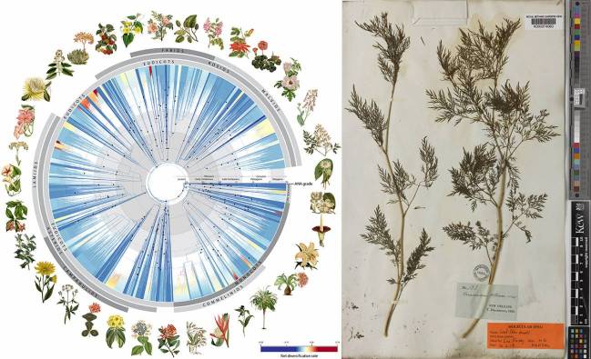 Árbol de la vida de las angiospermas y uno de los especímenes de herbario histórico