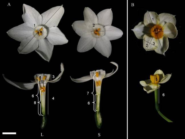 Flores de Narcissus papyraceus (a) de Andalucía y norte de Africa y de Narcissus tazetta (b) de Israel. / R. Santos-Gally