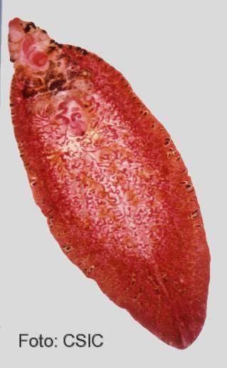 Imagen de un ejemplar adulto de 'Fasciola hepática'