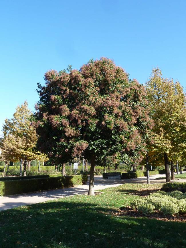 Un ejemplar de aligustre, una de las especies más alergógenas, perteneciente a la familia del olivo, y presente en muchos parques urbanos.