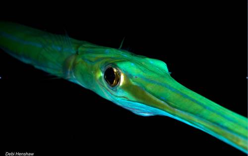 El pez corneta Fistularia commersonii, introducido en el Mediterráneo a través del Canal de Suez, es una de las especies más invasoras del mar Mediterráneo y de Europa. Credits: Debi Henshaw -www.digitaldiving.co.uk