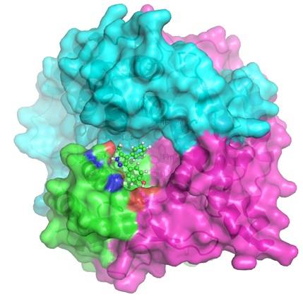 Simulación en tres dimensiones de la combinación de dos proteínas, una de las cuales hace de fármaco personalizado.