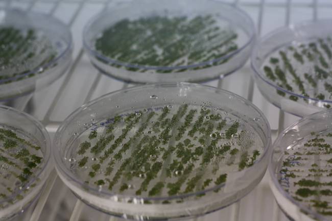 Placas en las que los científicos del Ciale realizan experimentos con los vegetales