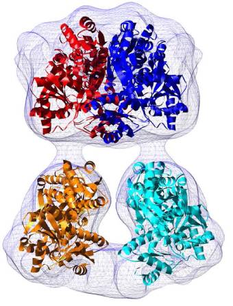 enzima, proteína, fosfofructokinasa, PFK-M, microscopía electrónica, UAM, IIBAS, CSIC, CNBe