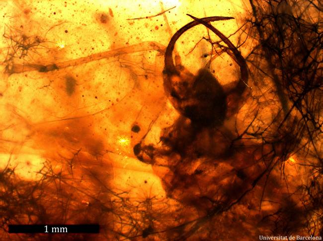 El fósil es una larva depredadora del grupo de los neurópteros recubierta por una maraña de pequeños filamentos de origen vegetal (fotografía: Universidad de Barcelona).