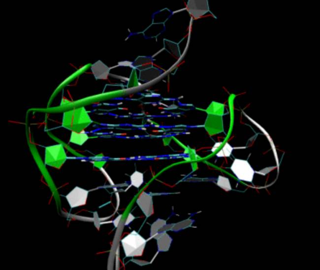 La compleja estructura de los telómeros recubre los extremos de los cromosomas./ Wikipedia