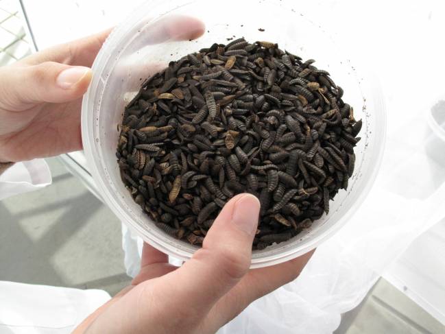 Larvas de moscas en un recipiente para su estudio