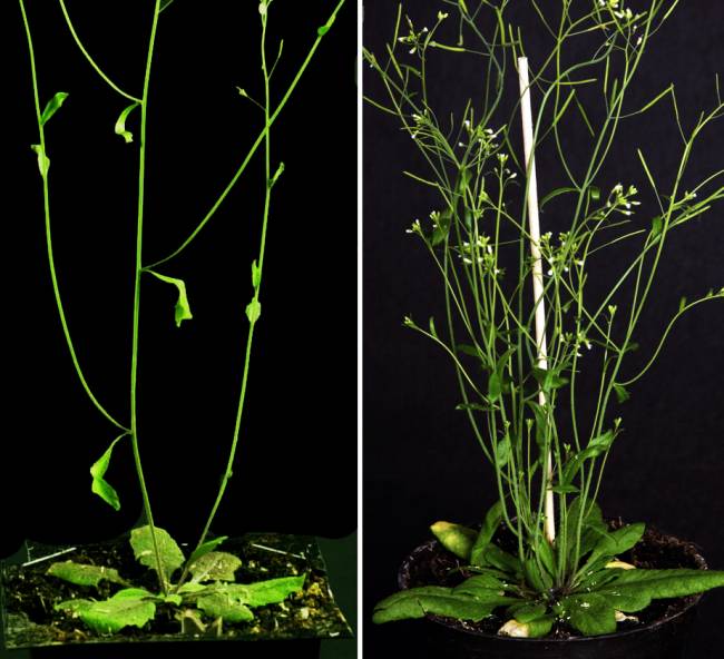 Arabidopsis thaliana con diferentes patrones de ramificación. / Pilar Cubas, CNB-CSIC