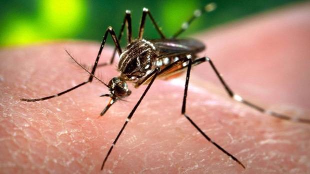 Aedes aegypti, mosquito vector del virus del Zika. Autor: Rafaelgilo 