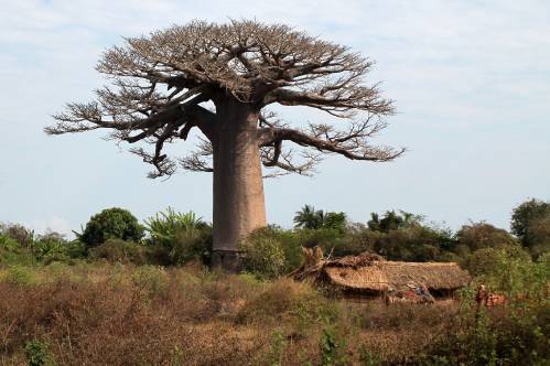 Baobabs 