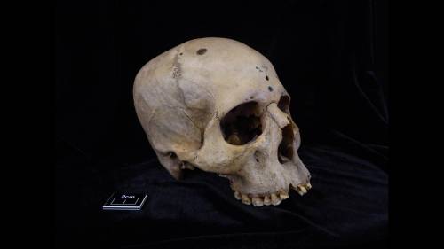 cráneo egipcio