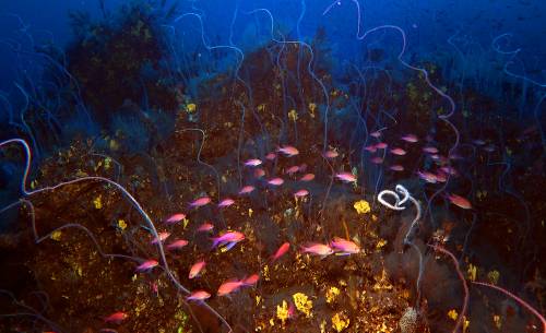 Corales y peces en la lava submarina del volcán Tajogaite de La Palma