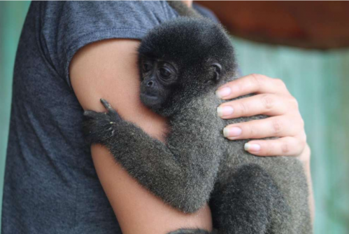 Individuo joven de mono lanudo gris junto a su dueña en Atalaya, Perú