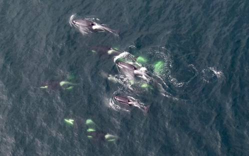 Orcas residentes del sur, catalogadas en peligro de extinción