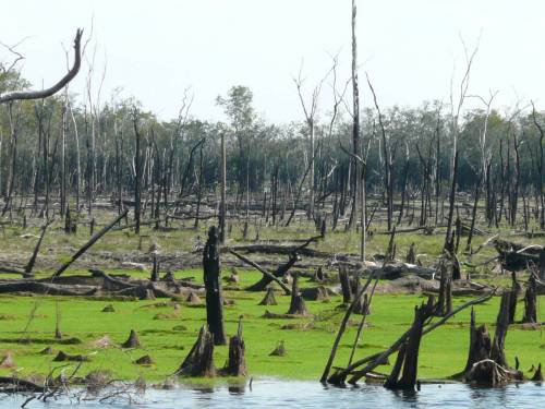 imagen Amazonia deforestada y ardida