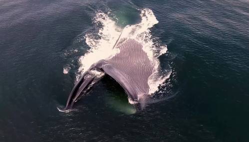 Una ballena azul se alimenta de kril en la costa de California