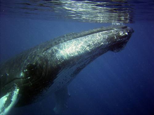 Primer plano cara de una ballena jorobada