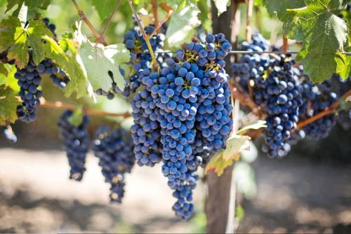 Imagen de racimos de uva en un viñedo