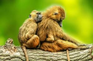Dos babuinos de Guinea sobre el tronco de un árbol