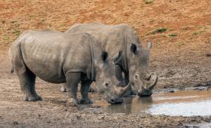 Dos rinocerontes beben de una poza de agua