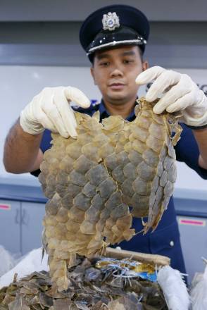 Escamas de pangolin - Tráfico ilegal de animales salvajes, una bomba sanitaria que ha estallado con el coronavirus
