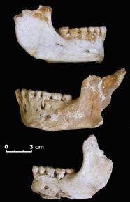 Mandíbulas de neandertal encontradas en la cueva asturiana de El Sidrón.