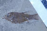 Registro fósil de un pez juvenil del género Lepidotes, ya extinto.