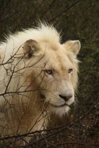 León blanco. / White Lion Protection Trust.