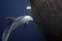 Los delfines dialogan con diplomacia