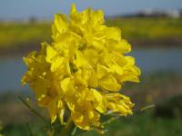 Lino y flores amarillas pueden producir bioetanol