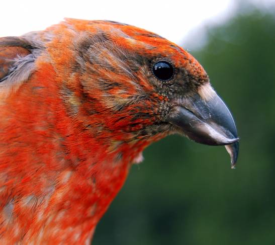 Bluemacaws » La coloración del plumaje como indicador de salud