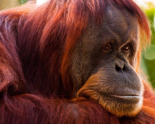 Chimpancés y orangutanes también sufren la crisis de la mediana edad