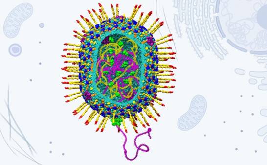 They develop artificial viruses for their application in gene therapies