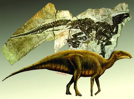 Describen un nuevo dinosaurio de Italia extraodinariamente completo