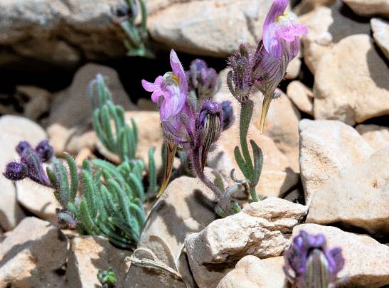 Discovered a new species of plant in the Sierra de la Sagra, Granada