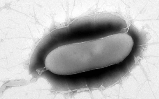 Descubren una nueva especie de bacteria en la Antártida