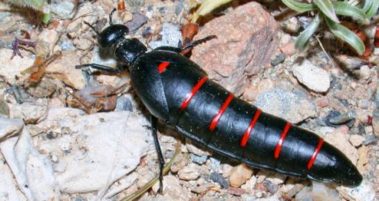 El escarabajo que conquistó a los primeros pobladores ibéricos