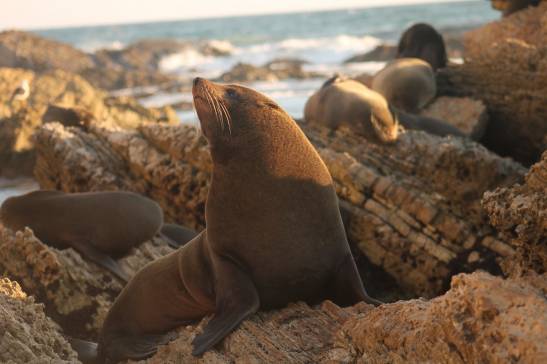 The Peruvian sea lion is its own species