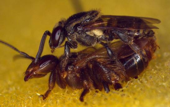Con fecha de Pesimista Santuario La colonia de abejas asesina a la reina que copula con dos machos