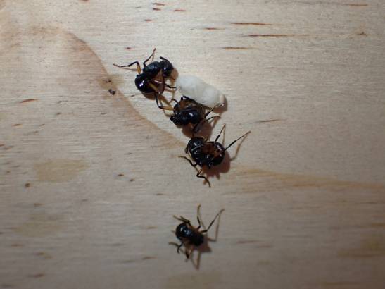 The entire colony of these ants plays dead to avoid danger.