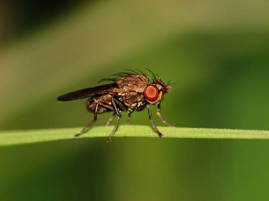 La mosca de la fruta utiliza un sistema de rastreo similar al de los  vertebrados
