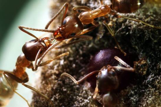 Cooperación, eficiencia y guerra: así ha llegado la hormiga argentina a tu  terraza